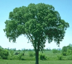 american elm crop